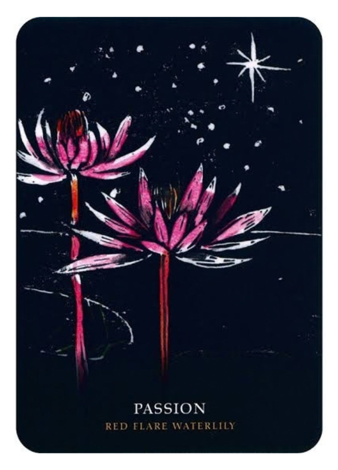 Flowers of the Night Oracle | Flower Wisdom, Intuition & Botanical Magic
