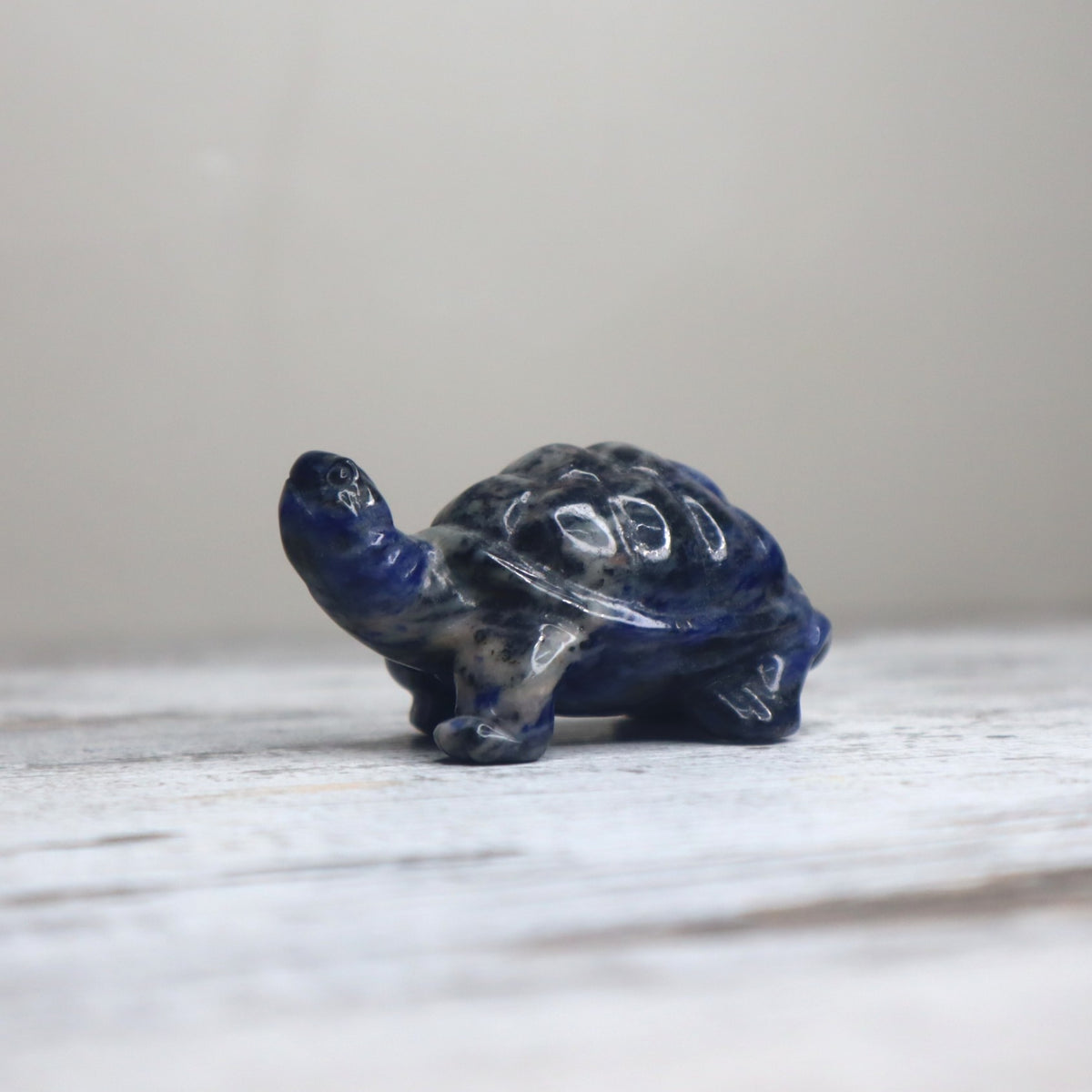 Sodalite Turtle | Wisdom, Stability & Clear Communication