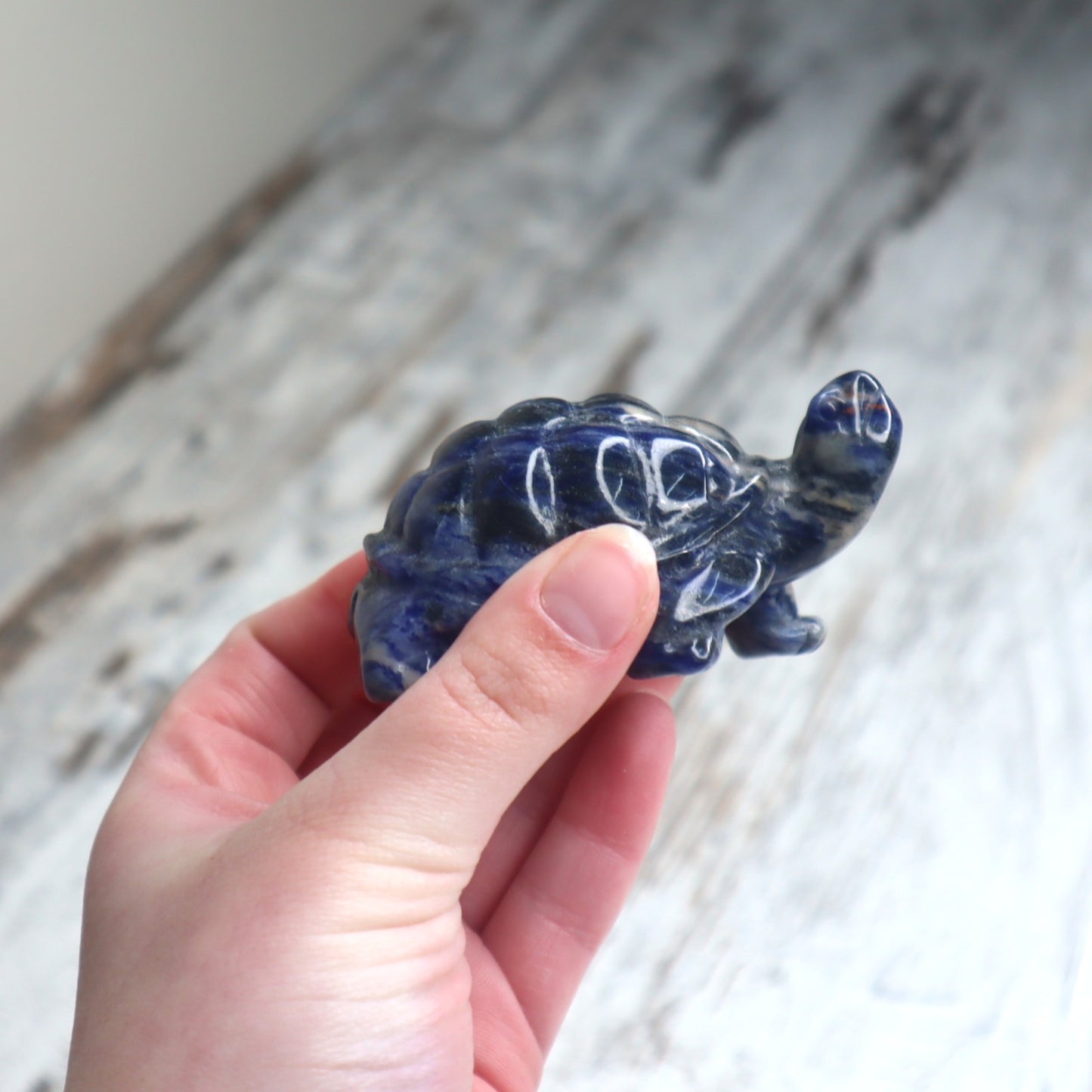 Sodalite Turtle | Wisdom, Stability & Clear Communication