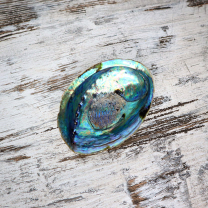 Raw Abalone Shell | Unpolished | Cleansing, Ocean Healing & Sacred Ritual