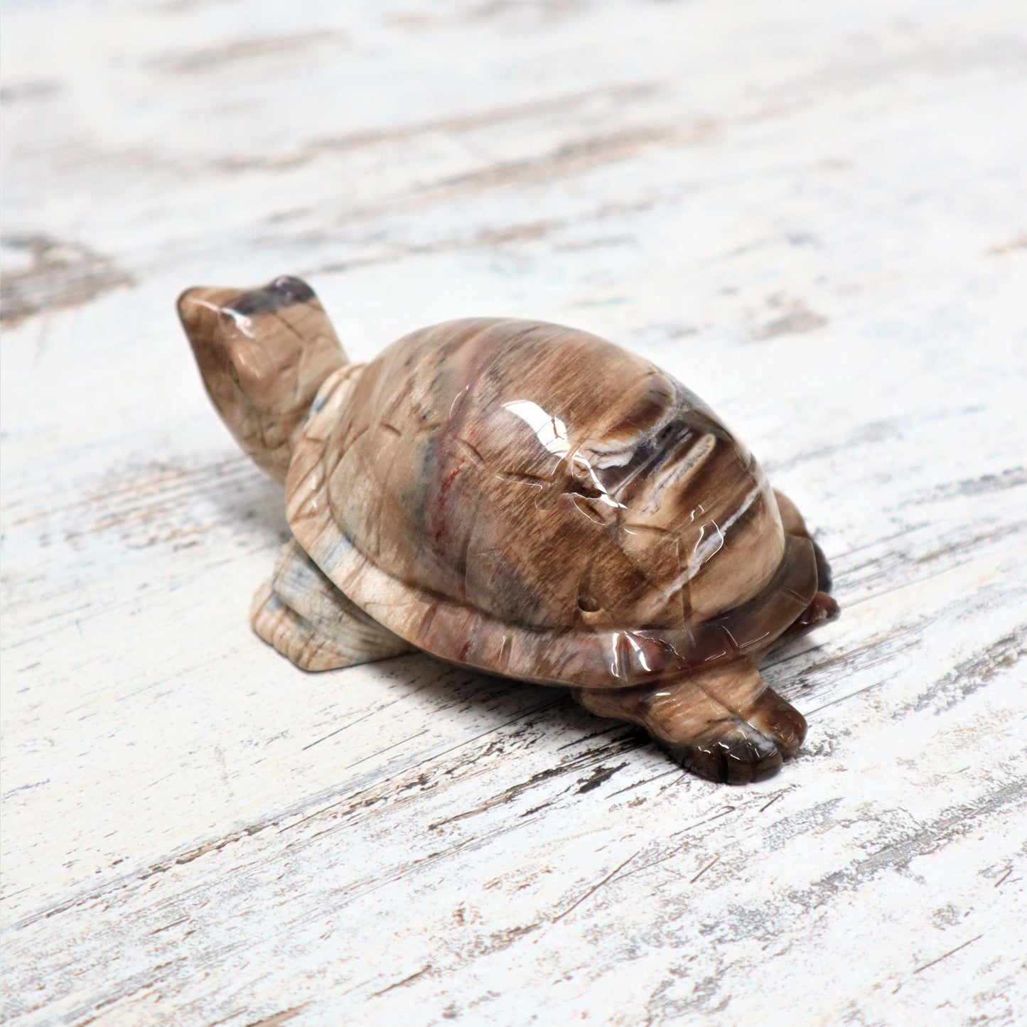Petrified Wood Turtle (529g)