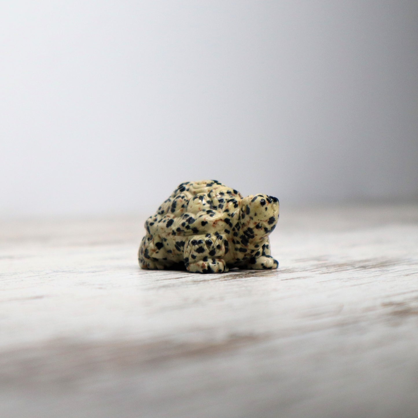Dalmatian Jasper Tortoise Carving | Intuitively Chosen | Grounding, Protection & Patience