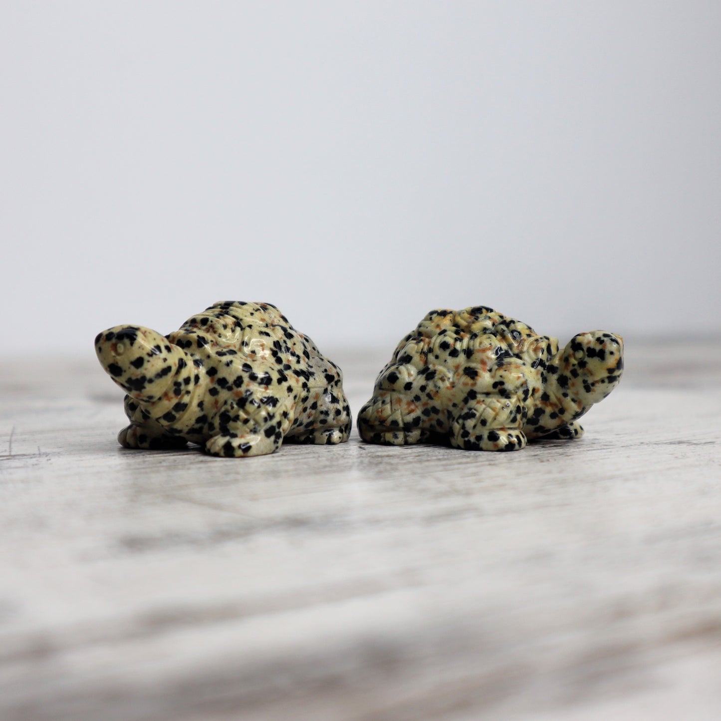 Dalmatian Jasper Tortoise Carving | Intuitively Chosen | Grounding, Protection & Patience