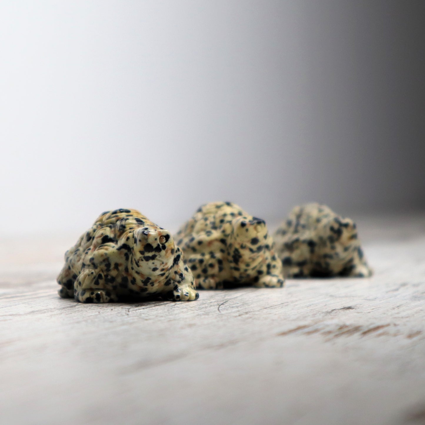 Dalmatian Jasper Tortoise Carving | Intuitively Chosen | Grounding, Protection & Patience