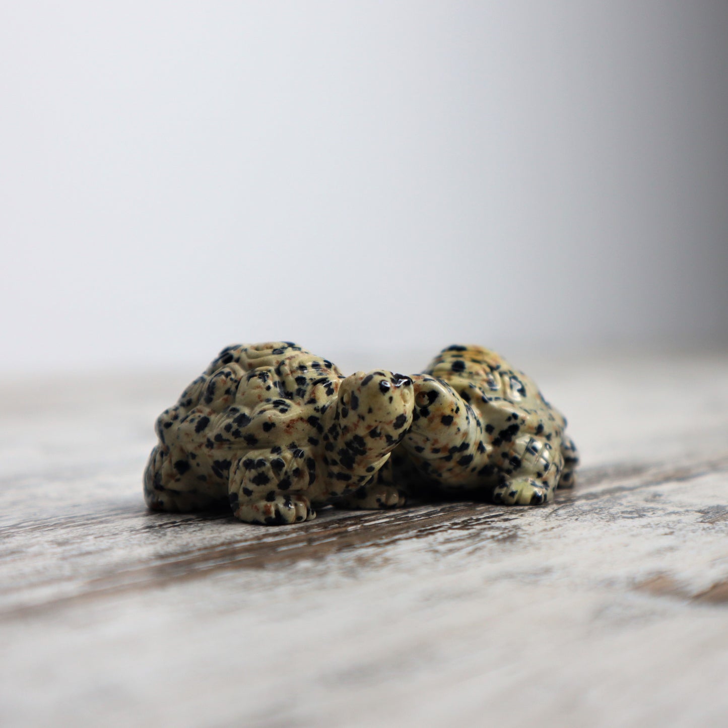 Dalmatian Jasper Tortoise Carving | Intuitively Chosen | Grounding, Protection & Patience